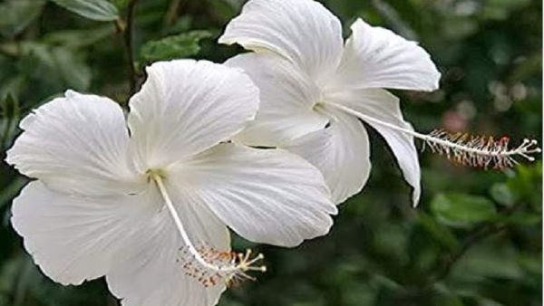 Discover the Remarkable Medicinal Properties of Hibiscus Herb for Health and Wellness