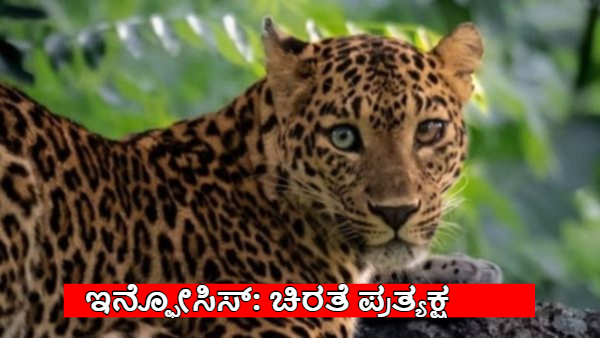 Leopard Spotted Infosys Campus in Mysuru Work From Home Announced on Dec 31st