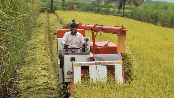 Farmers Face Harvesting Challenges In KR Nagar Due To Delayed Machines