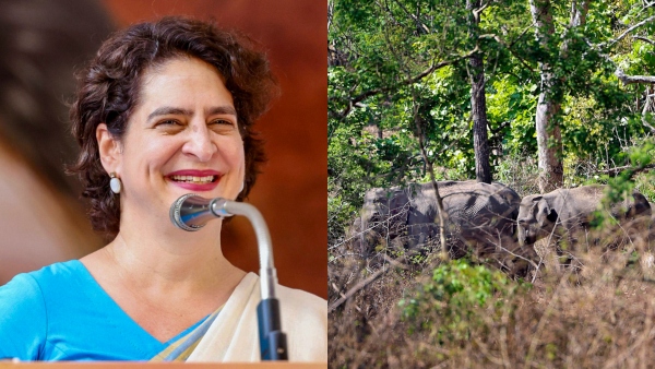 Save Bandipur Priyanka Gandhi s Stand Sparks Outrage Among Kannadigas