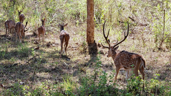 Save Bandipur Priyanka Gandhi s Stand Sparks Outrage Among Kannadigas