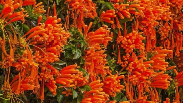 Discover How To Grow The Stunning Flower Vine To Beautify Your Home Discover How To Grow The Stunning Flower Vine To Beautify Your Home