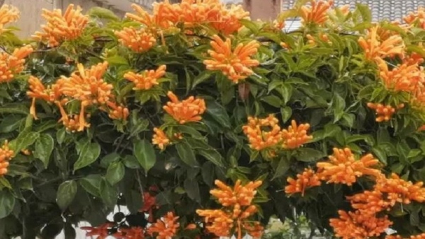 Discover How To Grow The Stunning Flower Vine To Beautify Your Home Discover How To Grow The Stunning Flower Vine To Beautify Your Home