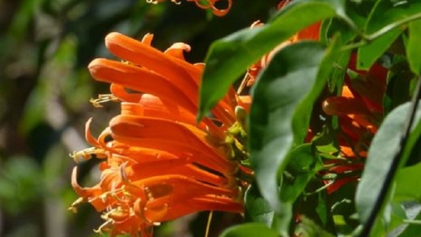 Discover How To Grow The Stunning Flower Vine To Beautify Your Home Discover How To Grow The Stunning Flower Vine To Beautify Your Home