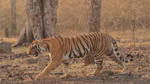 Two New Tiger Safari Center To Come In BRT Chamarajanagar Two New Tiger Safari Center To Come In BRT Chamarajanagar