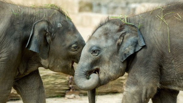 Video Viral of These Reckless Individuals Shamelessly Chased a Baby Elephant