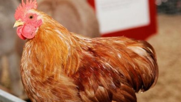 Viral Video Claims Dead Hen Spouting Fire In Karnataka Hadige Village Near Sakleshpur