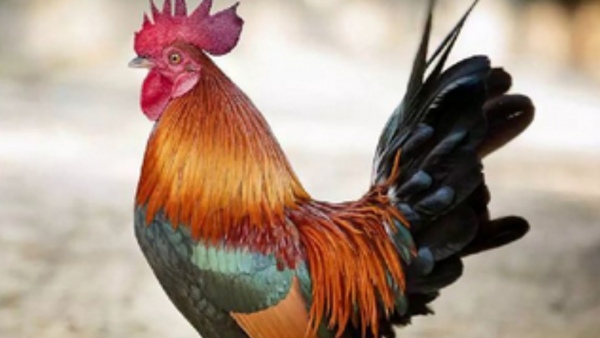 Viral Video Claims Dead Hen Spouting Fire In Karnataka Hadige Village Near Sakleshpur