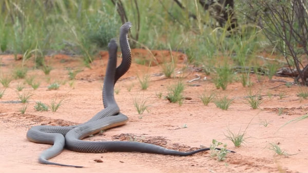 Viral video Couple of snakes fight on the road - Woman chases snake away with stick Viral video Couple of snakes fight on the road - Woman chases snake away with stick