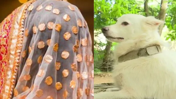 viral video dog tries to bite brides - girls travel by metro wearing towels