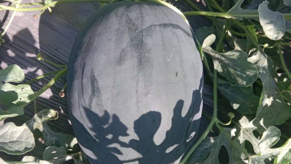 Improved Cultivation Practices For Watermelon Crop Tips For Farmers