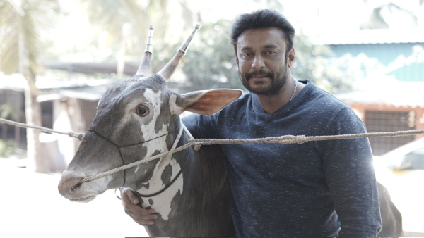 Actor Darshan Thoogudeepa To Celebrate Sankranti In Grand Style At His Mysuru Farmhouse