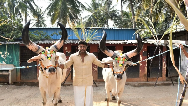 Actor Darshan Thoogudeepa To Celebrate Sankranti In Grand Style At His Mysuru Farmhouse