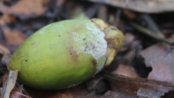 Crop Loss For Arecanut Farmers In Shivamogga Malnad Region