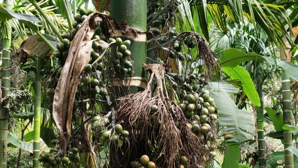 Due To Heavy Rian Crop Loss For Arecanut Farmers Malnad Region