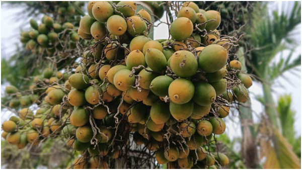 what can farmers expect from union budget 2025