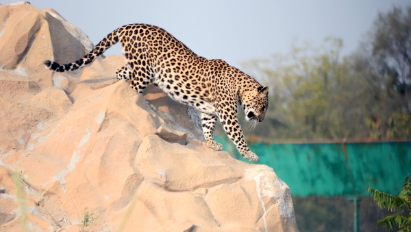 Brave Young Man Captures Leopard With Bare Hands In Tumakuru Rangapura Village Brave Young Man Captures Leopard With Bare Hands In Tumakuru Rangapura Village