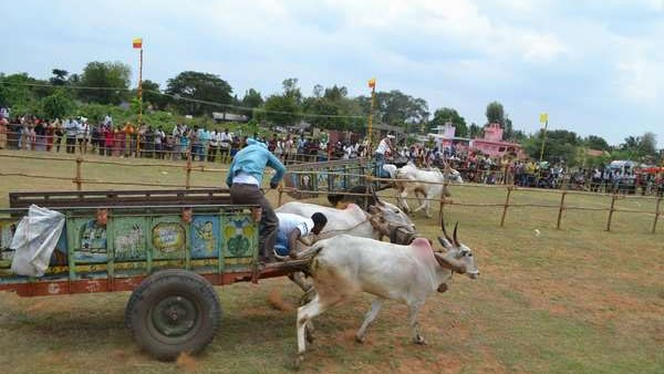 Bullock Cart Racing A Thriving Sport In Rural Communities Bullock Cart Racing A Thriving Sport In Rural Communities