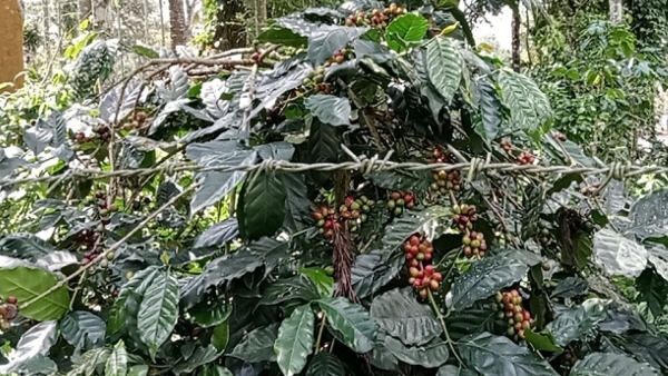 Indias Coffee Exports Registering 29 Per Cent Rise