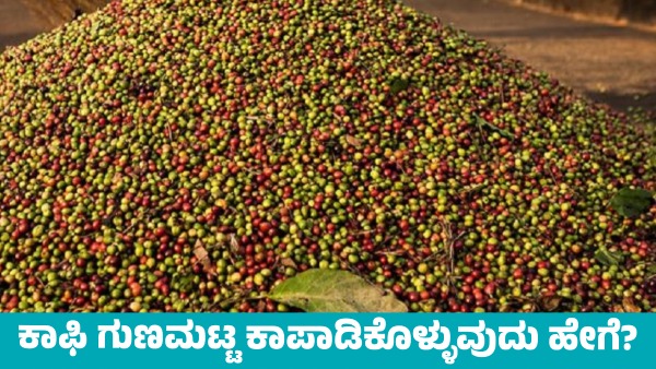 How to Maintain Coffee Quality from Harvest How to Maintain Coffee Quality from Harvest