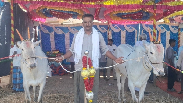 Chunchanakatte Livestock Festival 2025 A Showcase Of Rare Cattle Chunchanakatte Livestock Festival 2025 A Showcase Of Rare Cattle