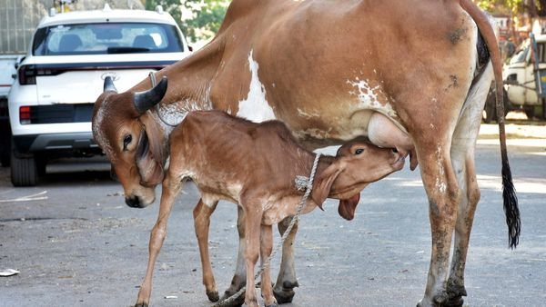BJP Leaders Condemn Cruelty Against Pregnant Cow In Uttara Kannada District BJP Leaders Condemn Cruelty Against Pregnant Cow In Uttara Kannada District
