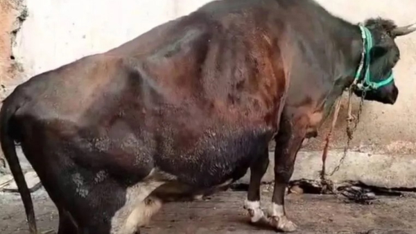 Bengaluru Cow Abuse Incident Details About Accused Lifestyle And Mental State Bengaluru Cow Abuse Incident Details About Accused Lifestyle And Mental State