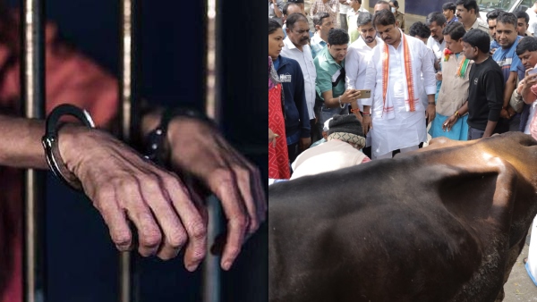 Bihari Man Accused Arrest of Three Cows Udder Chopped in Bengaluru Bihari Man Accused Arrest of Three Cows Udder Chopped in Bengaluru