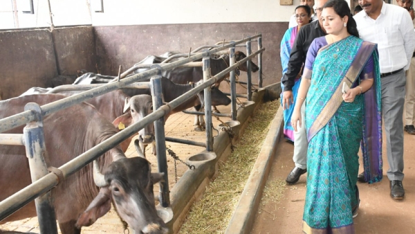 Special Features Of Karnatakas Unique Buffalo Breeding Centre Dharwad