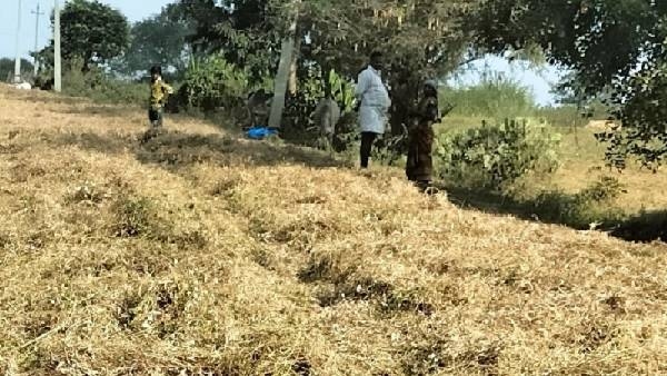 Farmers Drying Crops In Road At Mysuru And Chamarajanagar
