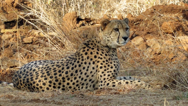Leopard Spotted Near BJP MP Vishweshwar Hegde Kageri Residence Captured On CCTV Leopard Spotted Near BJP MP Vishweshwar Hegde Kageri Residence Captured On CCTV