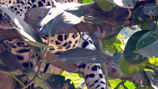 leopard was found in bangalore nelamangala leopard was found in bangalore nelamangala