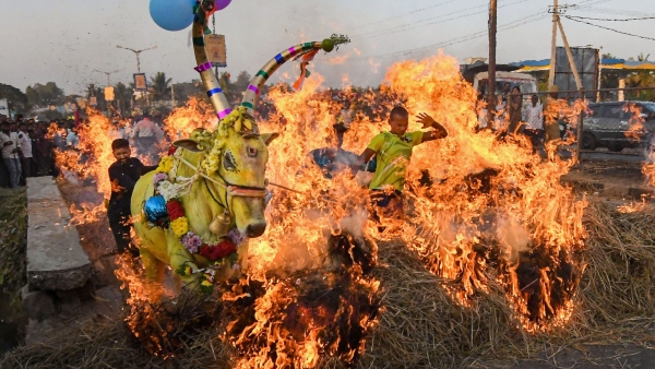 sankranti-wishes-in-kannada-2025-happy-makar-sankranti-messages-quotes-images