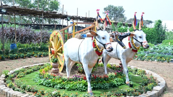 Suttur Mahajatre 2025 A Six-Day Festival Of Heritage And Culture Suttur Mahajatre 2025 A Six-Day Festival Of Heritage And Culture