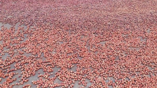 Farmers Happy After Arecanut Price Hike