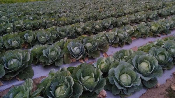Cabbage Pakoda Without Onion Recipe In Kannada