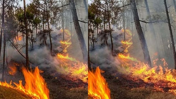 Chamarajanagar Fire Incident Kaveri and Mahadeshwara s Hundreds of Acres Forest Burnt by Fire Chamarajanagar Fire Incident Kaveri and Mahadeshwara s Hundreds of Acres Forest Burnt by Fire