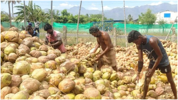 karnataka becomes indias largest coconut producer