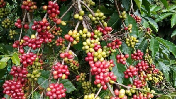 Filter Coffee Price All Set To Hike In Bengaluru City Filter Coffee Price All Set To Hike In Bengaluru City