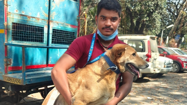 Plan for Dog Control in Bengaluru 5 Crore for Vaccination
