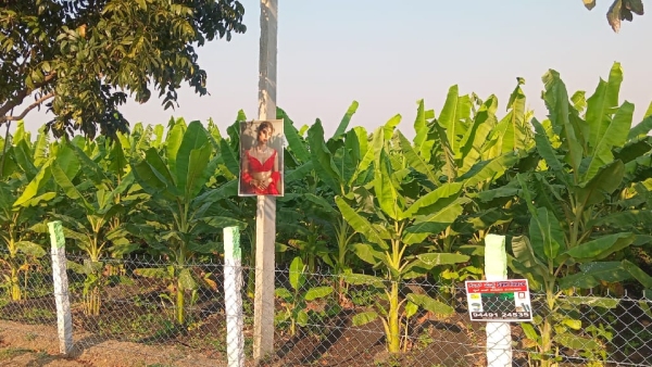 Farmer Installed Anchor Anushree And Other Model Photos In His Field Farmer Installed Anchor Anushree And Other Model Photos In His Field