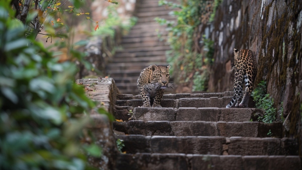Male leopard caught in honeytrap in Raichur
