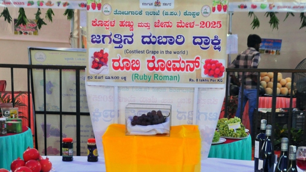 Worlds Most Expensive Grape Ruby Roman Now In Koppal