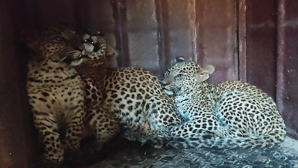 Forest Department Successfully Reunites Leopard Cubs with Their Mother