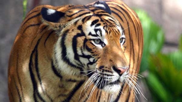 Tiger Urine Sold as Arthritis Remedy at Chinese Zoo