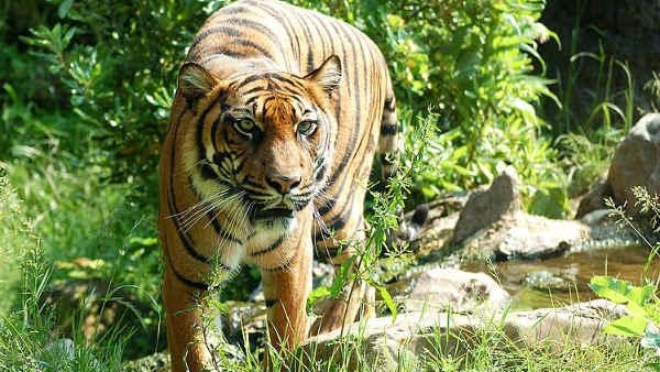 Tiger Urine Sold as Arthritis Remedy at Chinese Zoo