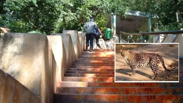 Tirupati New rules to avoid leopard attacks Devotees going to Tirupati should be careful