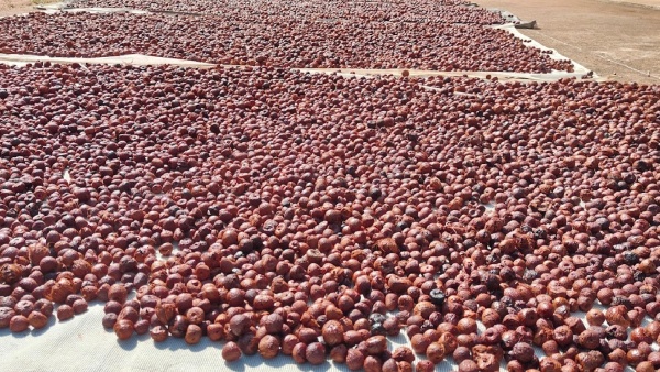 Govt To Take Steps To Control Arecanut Purchase In APMC