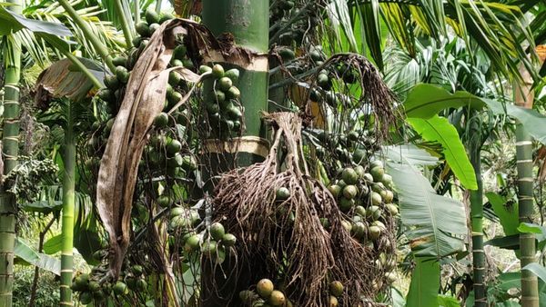 Areca Nut Growers Get Compensation Who Lost Leaf Disease by Government soon