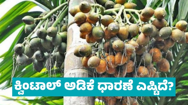 Arecanut price in Davanagere market on March 08 know details